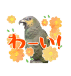 ボウシインコのハルク（個別スタンプ：8）