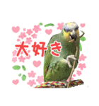 ボウシインコのハルク（個別スタンプ：9）