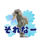 ボウシインコのハルク（個別スタンプ：11）