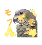 ボウシインコのハルク（個別スタンプ：13）