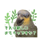 ボウシインコのハルク（個別スタンプ：15）