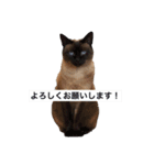 小野家の四つ足さんたち②（個別スタンプ：7）