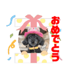 プードルパラダイス①❤️（個別スタンプ：4）