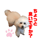 プードルパラダイス①❤️（個別スタンプ：8）