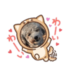 プードルパラダイス①❤️（個別スタンプ：9）