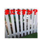 プードルパラダイス①❤️（個別スタンプ：15）