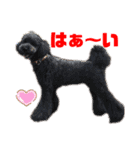 プードルパラダイス①❤️（個別スタンプ：17）