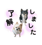 チワワのジャビとココ、ダックスのコタロー（個別スタンプ：1）