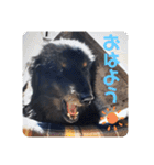 くぅ【改訂版】（個別スタンプ：1）