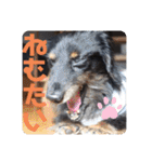 くぅ【改訂版】（個別スタンプ：6）