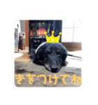 くぅ【改訂版】（個別スタンプ：13）