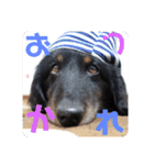 くぅ【改訂版】（個別スタンプ：17）
