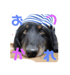 くぅぽん2（個別スタンプ：1）