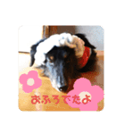 くぅぽん2（個別スタンプ：10）