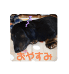 くぅぽんDX（個別スタンプ：2）