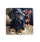 くぅぽんDX（個別スタンプ：4）