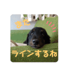 くぅぽんDX（個別スタンプ：7）