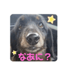 くぅぽんDX（個別スタンプ：10）