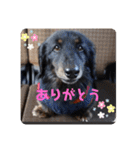 くぅぽんDX（個別スタンプ：13）