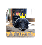 くぅぽんDX（個別スタンプ：14）