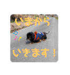 くぅぽんDX（個別スタンプ：15）