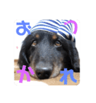 くぅぽんDX（個別スタンプ：17）