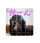 くぅぽんDX（個別スタンプ：23）