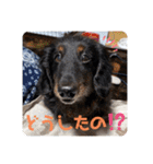 くぅぽんDX（個別スタンプ：24）