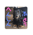 くぅぽんDX（個別スタンプ：31）