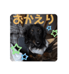 くぅぽんDX（個別スタンプ：35）
