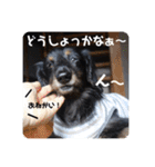 くぅぽんDX（個別スタンプ：38）