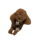 pashopi（個別スタンプ：6）