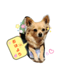 ナナちゃんスタンプ【よく使うワン】（個別スタンプ：1）