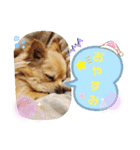 ナナちゃんスタンプ【よく使うワン】（個別スタンプ：5）