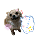ナナちゃんスタンプ【よく使うワン】（個別スタンプ：10）