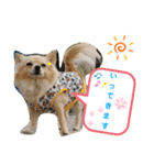 ナナちゃんスタンプ【よく使うワン】（個別スタンプ：12）