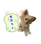 ナナちゃんスタンプ【よく使うワン】（個別スタンプ：16）