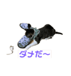 ジョイにゃんこ②（個別スタンプ：3）