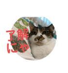 ジョイにゃんこ②（個別スタンプ：13）