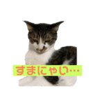 ジョイにゃんこ②（個別スタンプ：14）