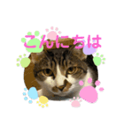 ジョイにゃんこ②（個別スタンプ：15）