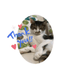 ジョイにゃんこ②（個別スタンプ：16）