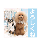 マティラとノアールのかわいい世界（個別スタンプ：10）