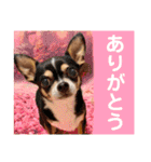 マティラとノアールのかわいい世界（個別スタンプ：17）