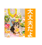 マティラとノアールのかわいい世界（個別スタンプ：31）