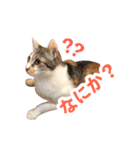 猫のミーとチビ（個別スタンプ：1）