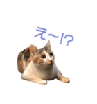 猫のミーとチビ（個別スタンプ：2）