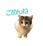猫のミーとチビ（個別スタンプ：5）