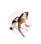 猫のミーとチビ（個別スタンプ：6）