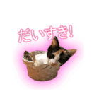 猫のミーとチビ（個別スタンプ：7）